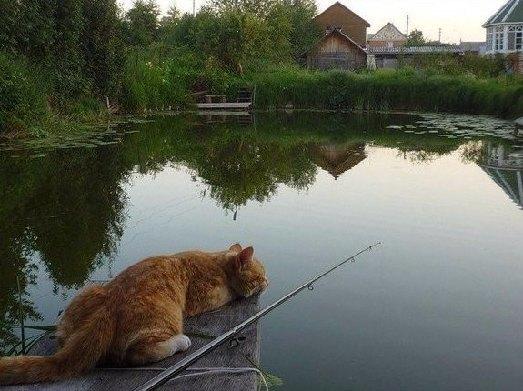 кот на рыбалке