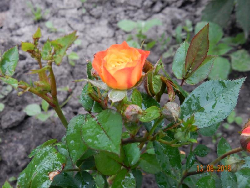 DSCN0821