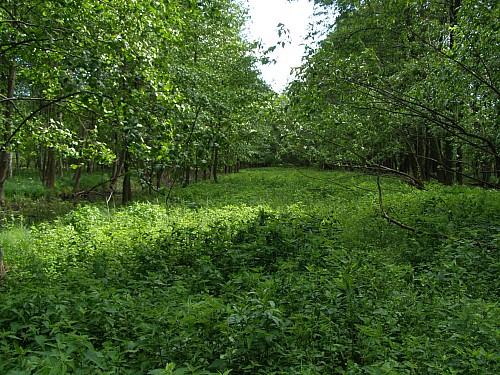 На Выходные в Низовское лесничество и Бариловку