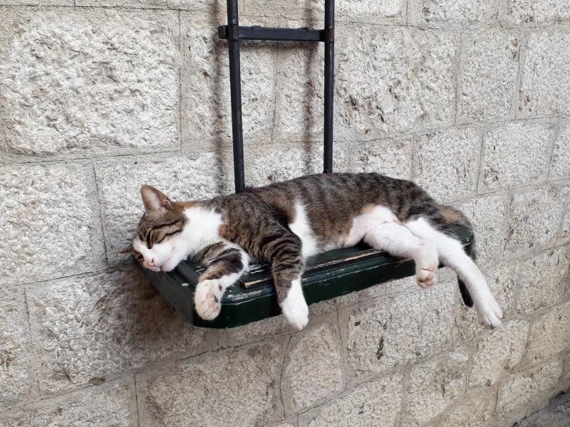 Коте спит