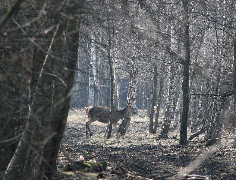 2012 Лебедин