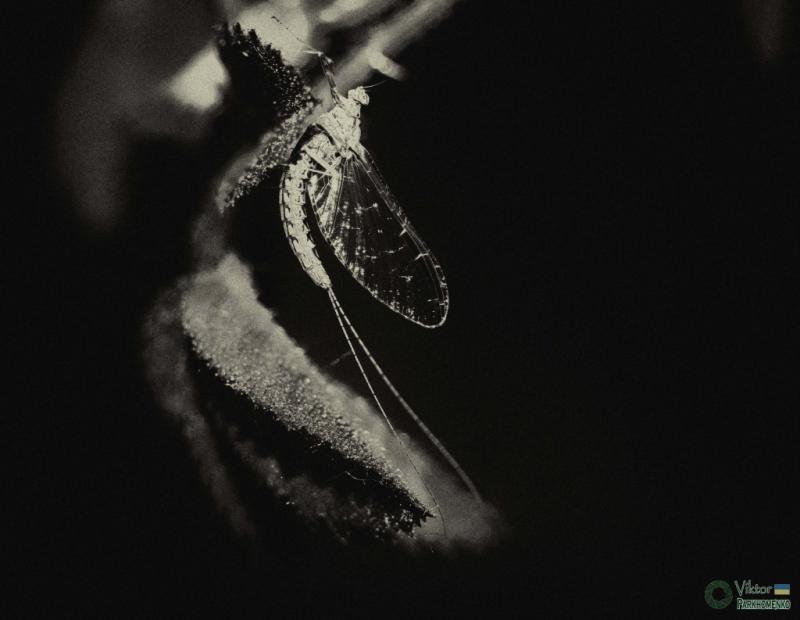 Природа 2018