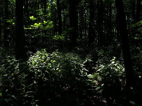 Сумы-Краснополье