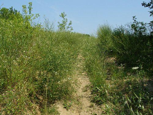 Сумы-Краснополье