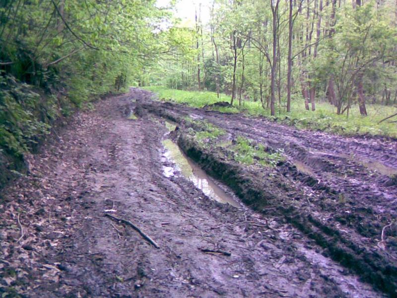 Дорога лесом Вакаловщина-Кияница