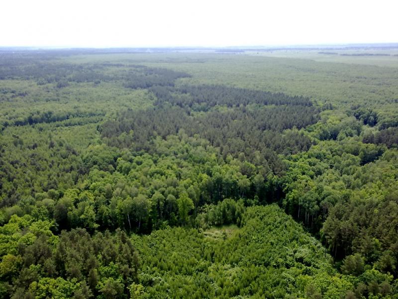 Спадщанський ліс