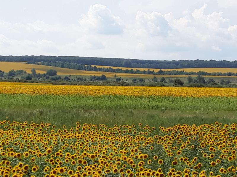 Желтая страна