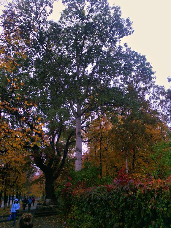 IMG 20161008 083321-п (Copy)