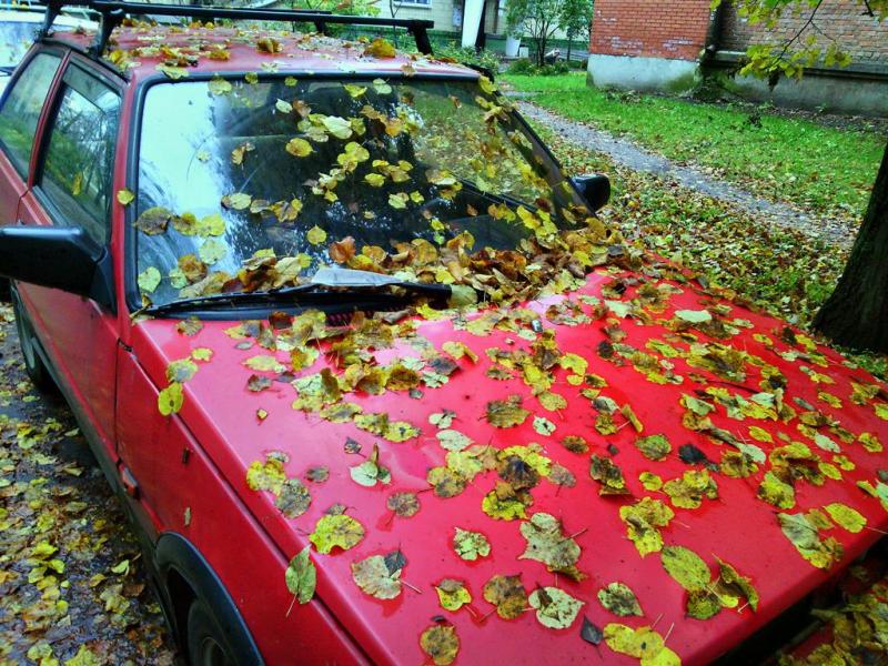 IMG 20161008 110647-п (Copy)