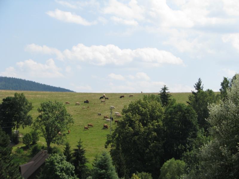 IMG 2963
