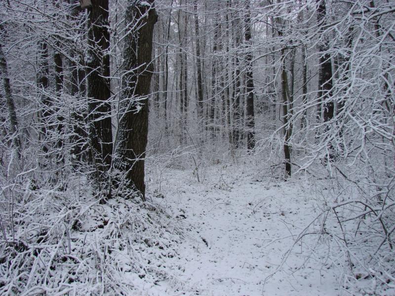 Зимний лес под Ямполем.JPG