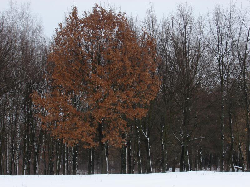 DSC05218
