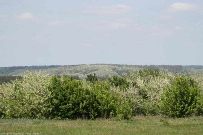 2012 год - Сумы-Лебедин-Шаровка-Ахтырка-Краснополье-Сумы