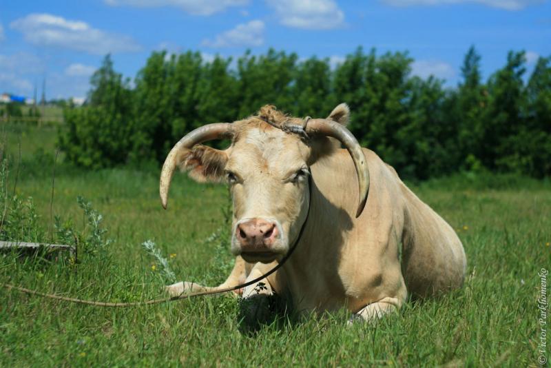 глава 8