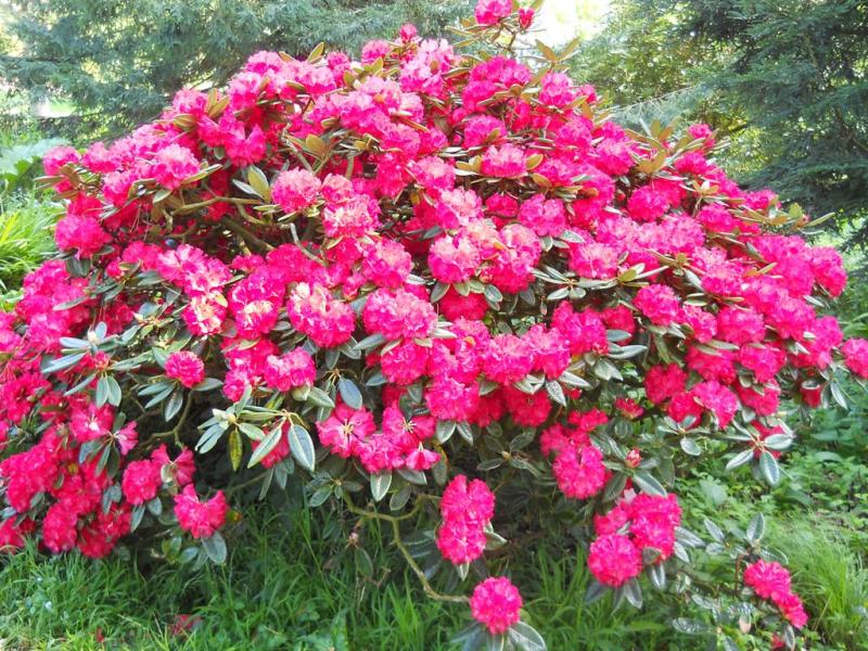 DSCN3243