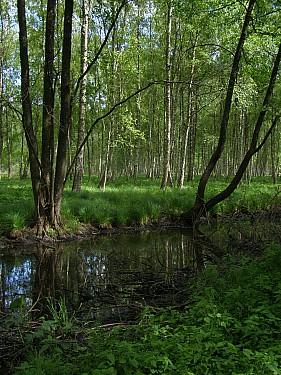 На Выходные в Низовское лесничество и Бариловку