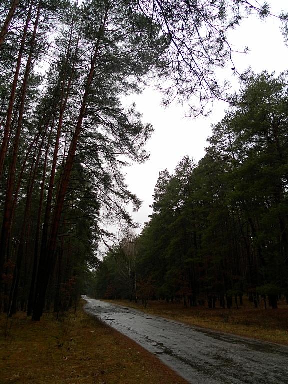 Январский лес :)
