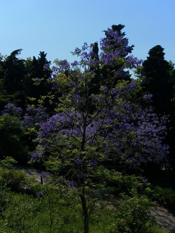 Jacaránda c Коста Брава